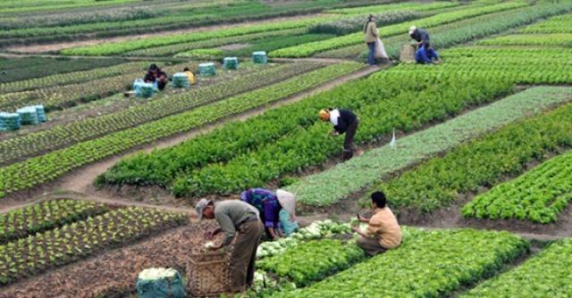 زيادة الانتاج الزراعى فى مصر