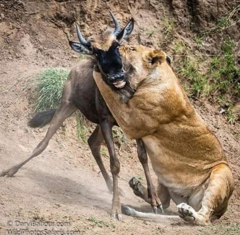 مصر وناسها