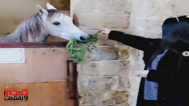 عبير صبري تاكل الاحصنة 