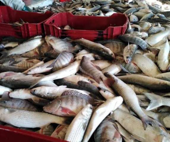 أسعار الأسماك بسوق العبور اليوم.. البورى يتراوح بين 32-48 جنيها للكيلو