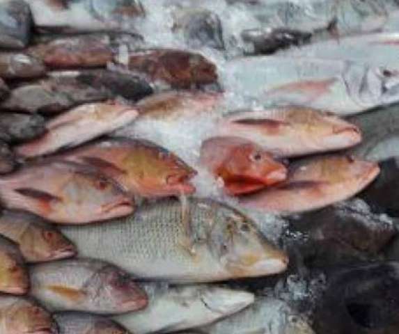 أسعار السمك بسوق العبور للجملة اليوم.. البورى يتراوح بين 32- 48 جنيها للكيلو