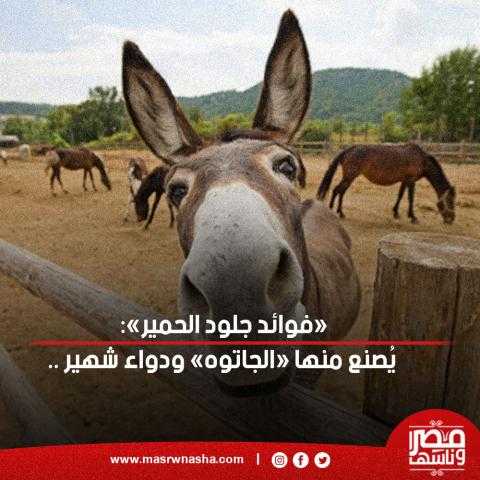 «فوائد جلود الحمير»: يُصنع منها «الجاتوه» ودواء شهير .. تفاصيل