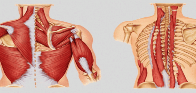 أبرز أمراض ضمور العضلات