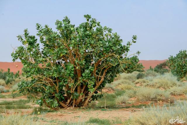 شجرة خطيره بالسعوديه