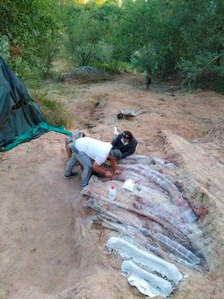 بين الأكبر في الأرض.. تفاصيل العثور على ديناصور  صوروبودا ضخم في أوروبا