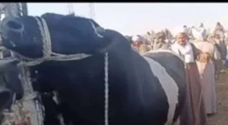 مصر وناسها
