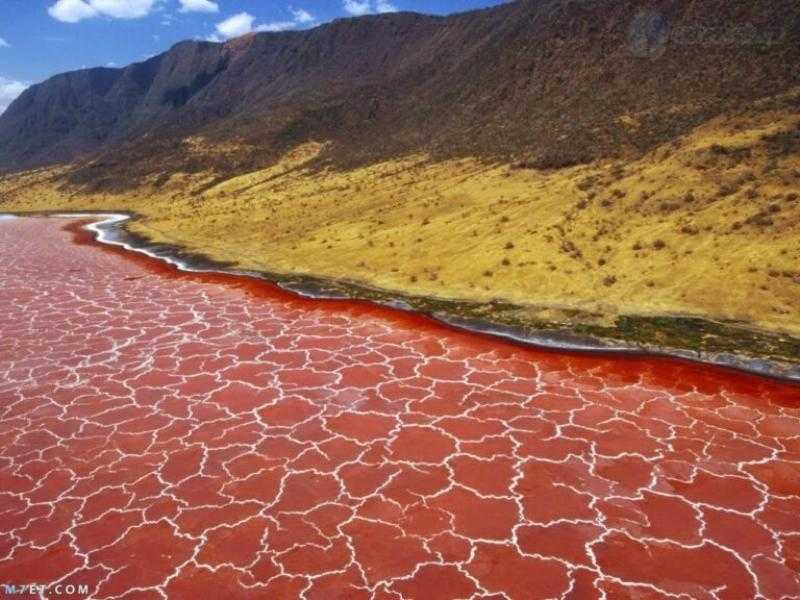 كل من يقترب من مياهها يتحول إلى حجر.. كيف فسر العلماء أسرار بحيرة النطرون التنزانية؟