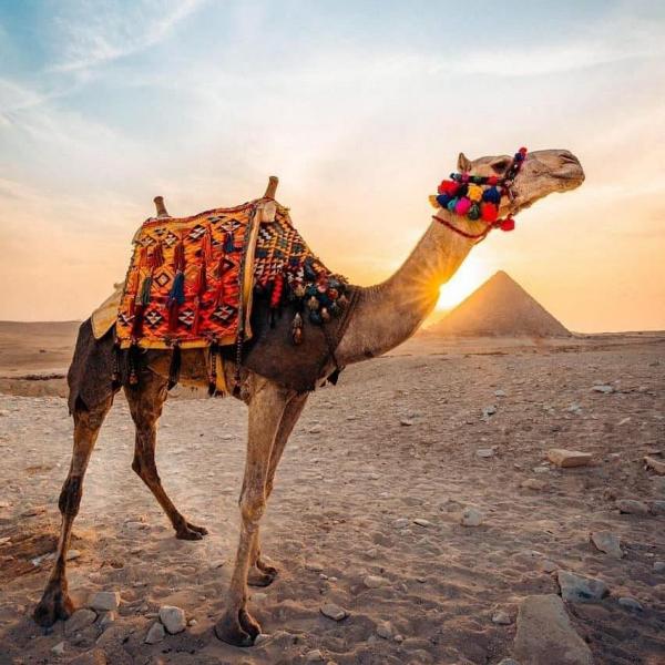 مصر وناسها