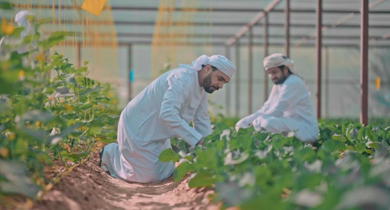 الزراعة بالامارات