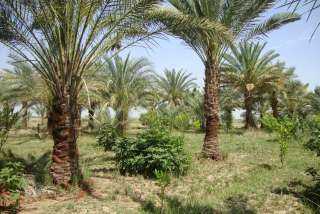 محافظ جنوب سيناء يكشف أهمية زراعة النخيل بخطة تنمية المحافظة | فيديو