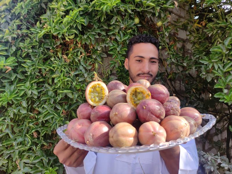 زراعة الفاكهة