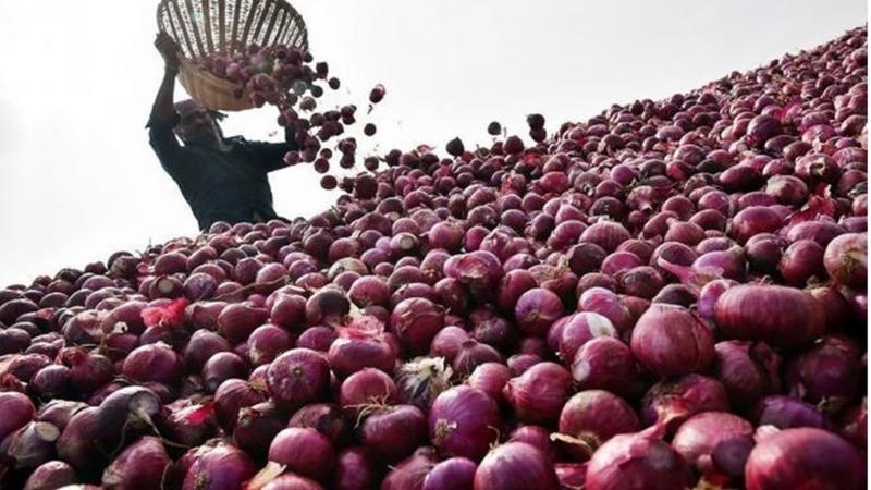 صادرات البصل