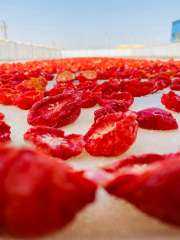 أفرولاند تتجه نحو التوسع الزراعي والصناعي.. وخبراء: التكامل وسلاسل القيمة مفتاح المنافسة... أفرولاند تتجه نحو التوسع الزراعي والصناعي.. وخبراء: التكامل وسلاسل القيمة مفتاح المنافسة العالمية