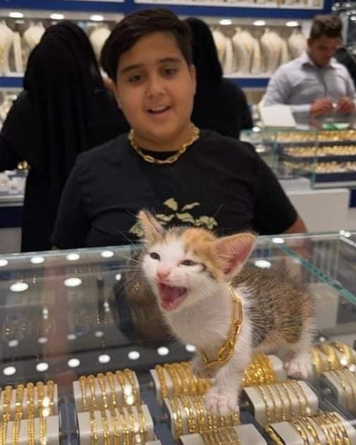 قطه ترتدي الذهب