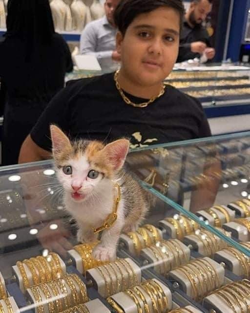 قطه ترتدي ذهب 