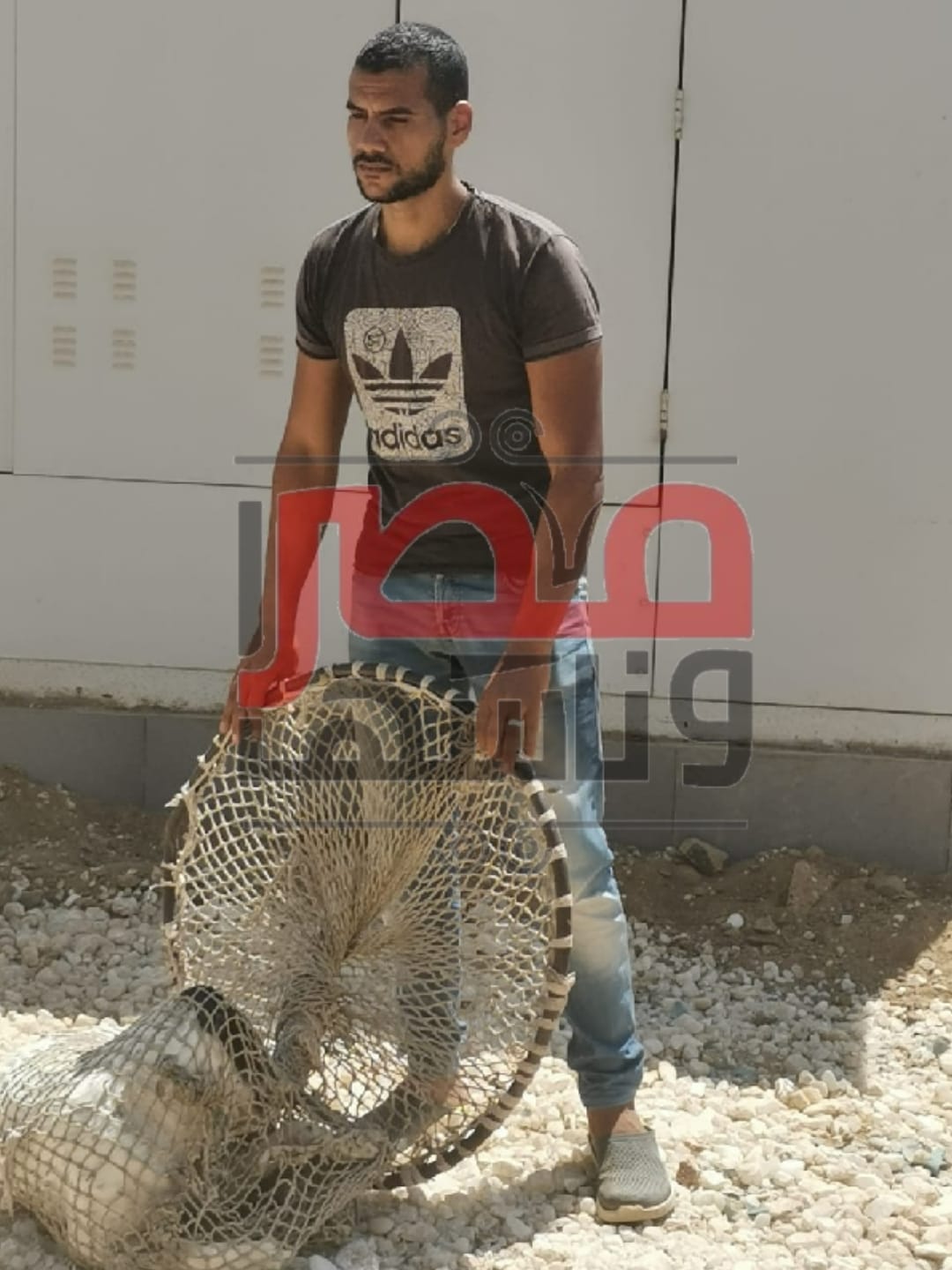 حملات الكلاب الضالة في الشيخ زايد