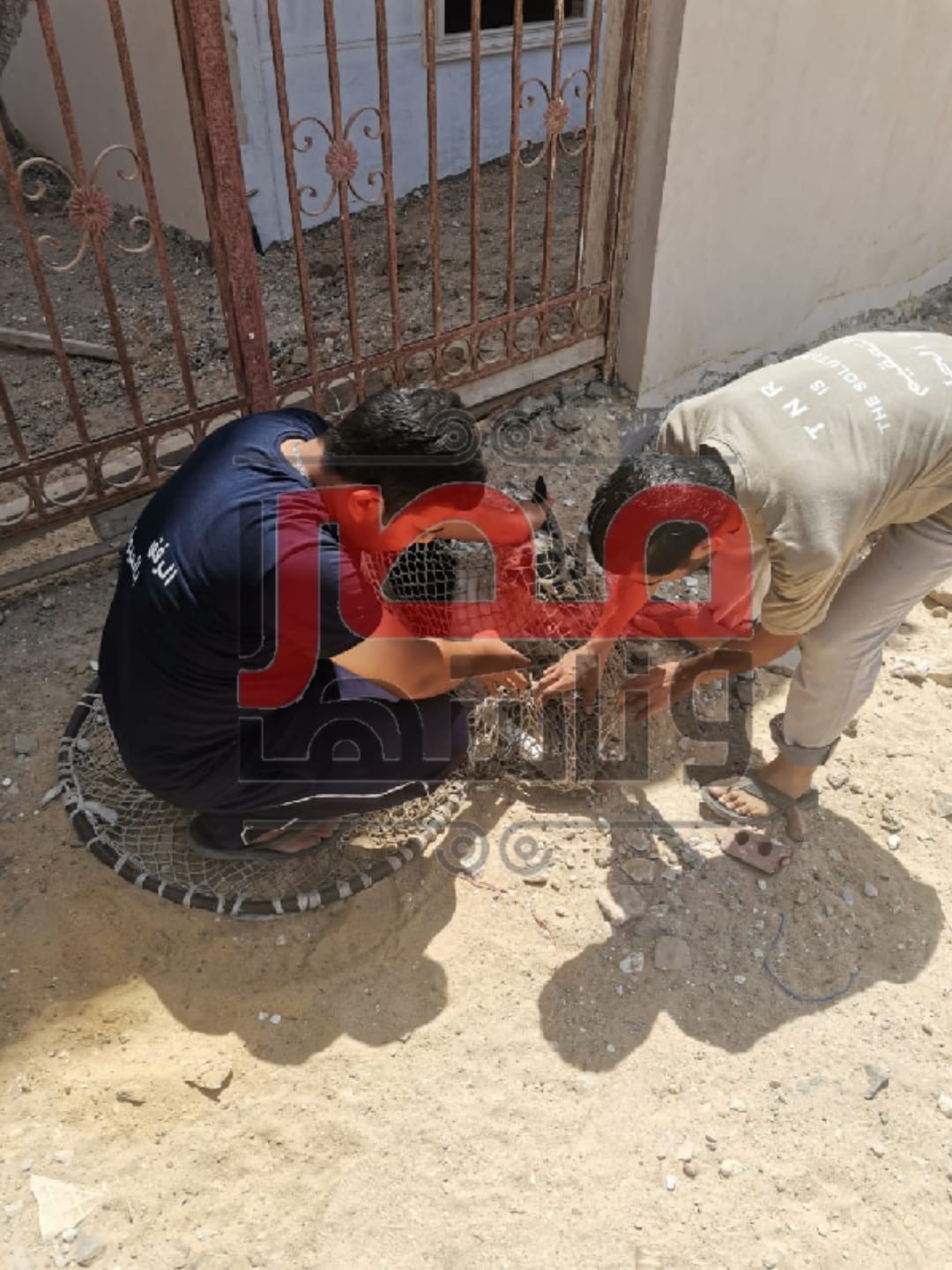 حملات الكلاب الضالة في الشيخ زايد 